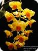 Dendrobium griffithianum